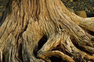 Dead tree stump in temperate rainforest, Vancouver Island, British Columbia, Canada, North America