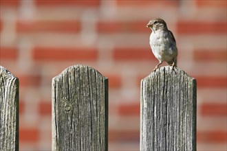 House sparrow (Passer domesticus), sparrow, female sitting on garden fence, Schleswig-Holstein,