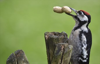 Great spotted woodpecker (dendrocopos major) with peanut (arachis hypogaea) in its beak