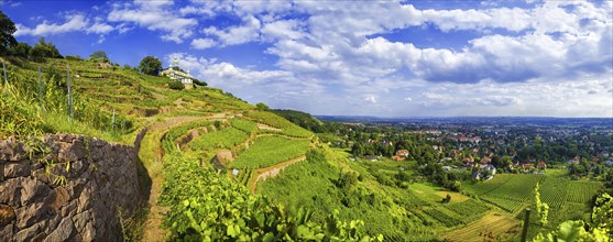 Vineyards at the Spitzhaus in Radebeul