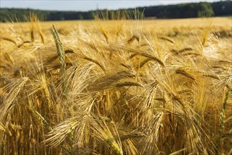 Grain field near Obercunnersdorf in Lusatia