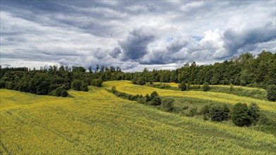 Aerial view of a field with sunflowers (Helianthus annuus) at the edge of a forest near Augsburg,