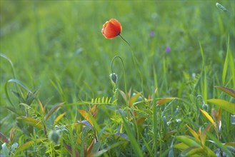 Close-up, poppy flowers (Papaver rhoeas), Neustadt am Rübenberge, Germany, Europe