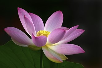 Pink lotus flower (Nelumbo nucifera), Baden-Württemberg, Germany, Europe