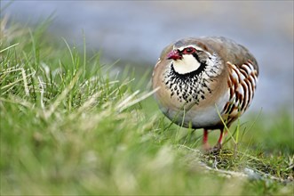 Red-legged Partridge (Alectoris rufa) foraging, Scotland, UK