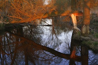 Alder quarry forest in spring shortly in front of sunset, fallen willow over a ditch,