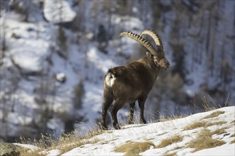 Alpine ibex (Capra ibex) male with large horns foraging on mountain slope in the snow in winter,