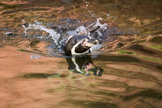 African penguin (Spheniscus demersus) swimming in the water, captive, Germany, Europe