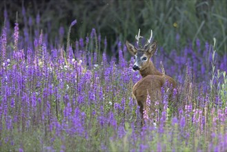 Roebuck securing in flowering loosestrife (Lythrum salicaria), Europe, Austria, Upper Austria,