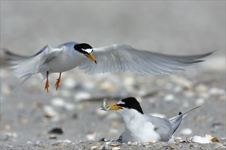 Little Tern (Sternula albifrons), cock hands a fish to breeding partner in flight, feeding the