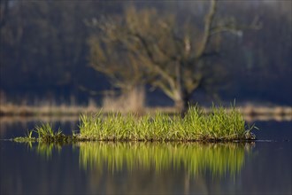 Floating vegetation on the Peene, floating island, Flusslandschaft Peenetal nature park Park,