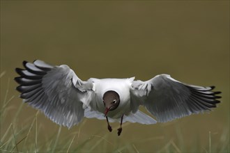 Black-headed Black-headed Gull (Chroicocephalus ridibundus), flight study, individual in flight,