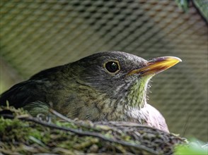 Blackbird (Turdus merula) Female brooding in nest, Saxony, Germany, Europe