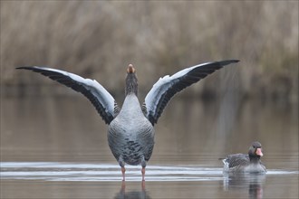 Greylag geese (Anser anser), Baden-Württemberg, Germany, Europe