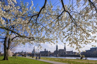 Spring on the Königsufer in Dresden