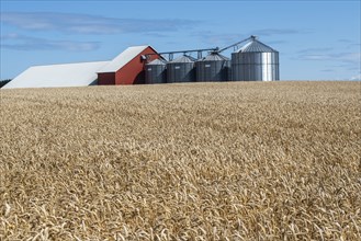 Field of wheat at silos at Sjörup, Ystad municipality, Skane, Sweden, Scandinaviaien, Europe