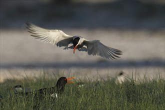 Common Tern (Sterna hirundo) attacking eurasian oystercatcher (Haematopus ostralegus) in the