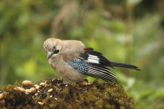 Eurasian jay (Garrulus glandarius) at summer feeding, Allgäu, Bavaria, Germany, Europe