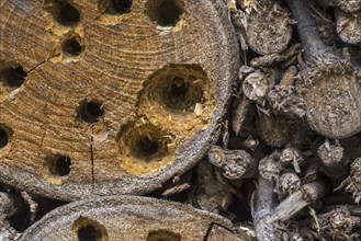 Insect hotel for solitary bees, nest holes, cavities in wood block damaged, hammered open and