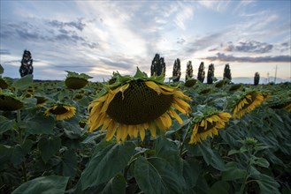 Sunflowers, sunflower field, poplar avenue, Germany, Europe