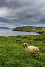 Shetland sheeps in Estuyroy, Faroe islands, Denmark, Europe