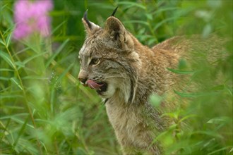 Canada lynx (Lynx canadensis), tongue sticking out, captive, Yukon, Canada, North America