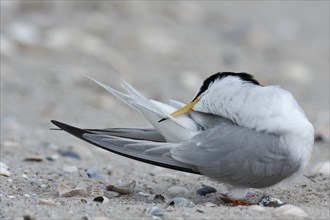 Little Tern (Sternula albifrons), grooming its feathers on the beach, Lower Saxony Wadden Sea