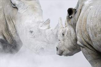 White rhinoceroses (Ceratotherium simum), white rhinos kicking up dust, female white rhino facing