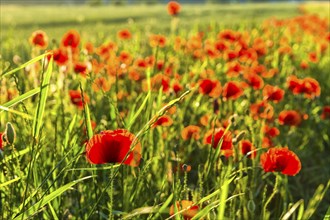 Poppies in Diesbar Seusslitz