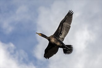 Flying cormorant, Geltinger Birk, Schleswig-Holstein, Germany, Europe