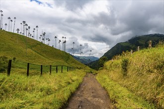 Wax palms largest palms in the world, Cocora valley, Unesco site coffee cultural landscape,