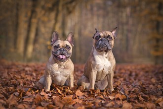 Pair of French Bulldog dogs sitting in seasonal forest with orange and brown fallen autumn leaves