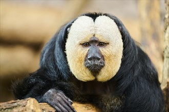 White-faced saki (Pithecia pithecia), male, portrait, captive, Germany, Europe