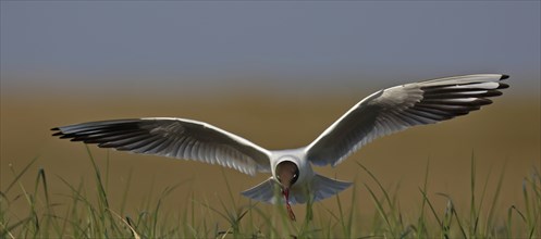 Black-headed Black-headed Gull (Chroicocephalus ridibundus), flight study, individual in flight,