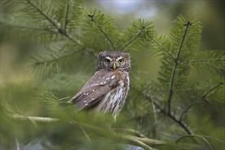 Eurasian pygmy owl (Glaucidium passerinum) (Strix passerina) perched in tree in coniferous forest