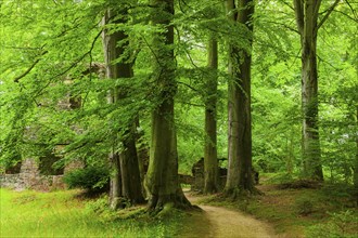 Altzella Monastery Park