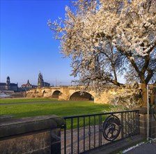 Spring on the Königsufer in Dresden