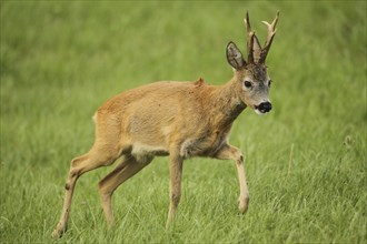 European roe deer (Capreolus capreolus) buck in red summer coat running across meadow, Lower