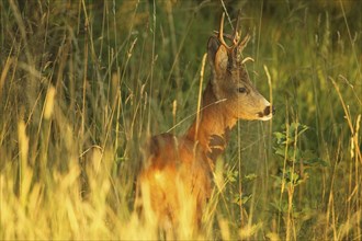 European roe deer (Capreolus capreolus) buck in evening light, Lower Austria, Austria, Europe