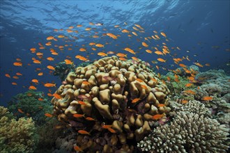 Coral reef with harem flag perch, Pseudanthias squamipinnis, Red Sea, Ras Mohammed, Egypt, Africa