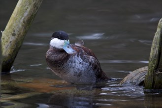 Black-headed duck, male, Oxyura jamaicensis, ruddy duck, male