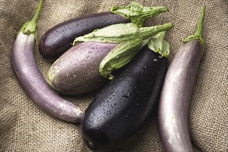 A still life photo of various types of freshly harvested eggplants laying out on a burlap bag