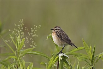 Whinchat, Saxicola rubetra, whinchat