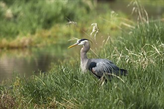 A side profile of a great blue heron in a wetlands area near Hauser Lake, Idaho