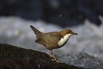 White-throated Dipper, Cinclus cinclus, white-throated dipper