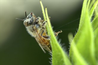 A honey bee on the leaf of a sunflower plant