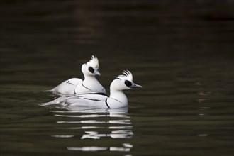 Red-breasted Merganser, Mergellus albellus, smew