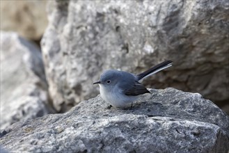 The blue-gray gnatcatcher or blue-grey gnatcatcher on the coast of lake Michigan. Small bird native