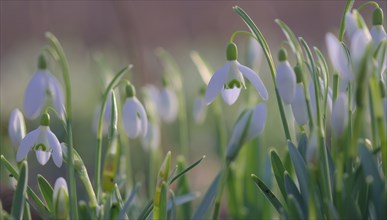 Close-up of common snowdrops (Galanthus nivalis)