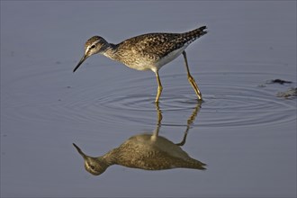 Wood sandpiper, Tringa glareola, wood sandpiper